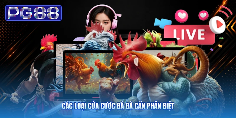 Các loại cửa cược đá gà cần phân biệt